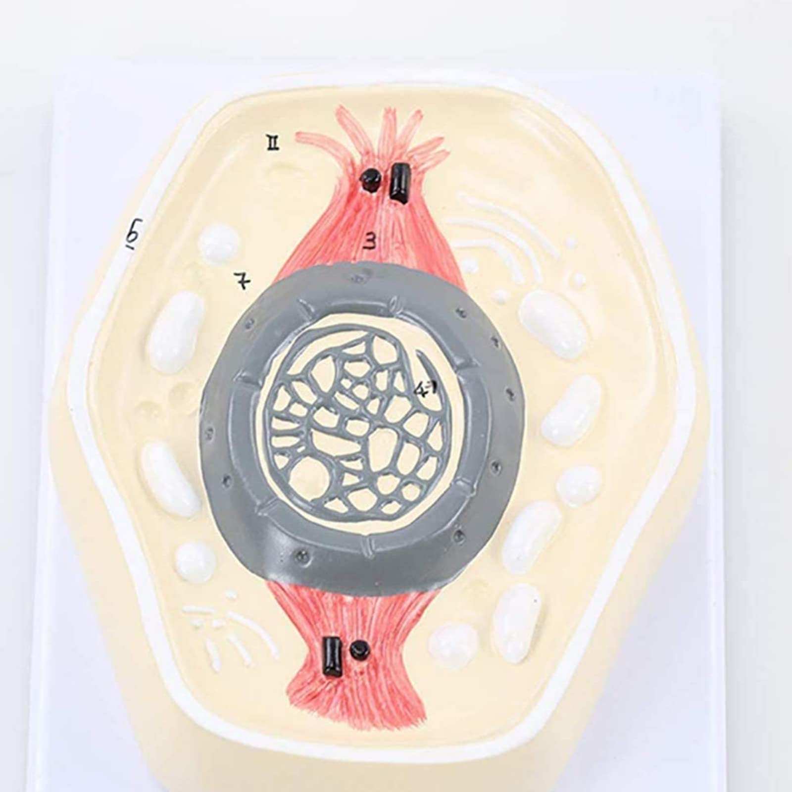 Pośrednie podział chromosomu model anatomiczny komórek Model Ręcznie robione odporne na korozję lekkie medyczne szkolenie edukacyjne narzędzie pomocy Modele medyczne Materiały edukacyjne