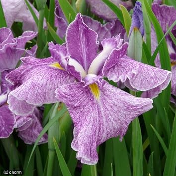 Amazon Co Jp ビオトープ 水辺植物 花菖蒲 京舞 キョウマイ 肥後系紅砂子三英花 １ポット 休眠株 ホーム キッチン