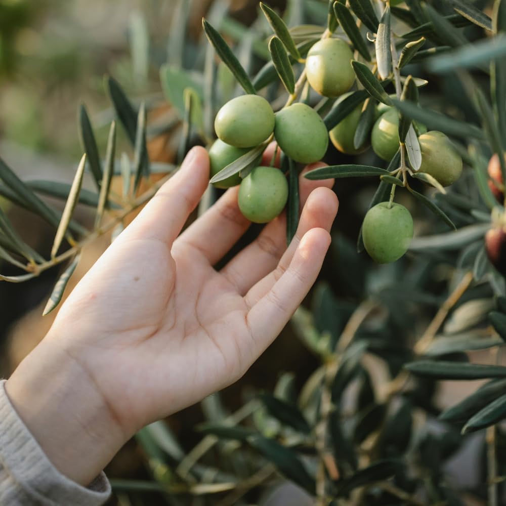 Acquaverde | 24 Lattine per Olio di Oliva, Latta Verde con Gocce, in Metallo, Contenitore Alimentare da 2 Litri con Tappo Ermetico e Maniglia | Leroy Merlin