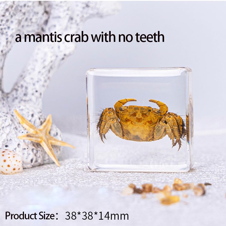 12 marteaux en Papier pour spécimens d'insectes d'animaux Marins en résine, spécimens d'insectes réels en résine pour expositions d'éducation Scientifique (océan)
