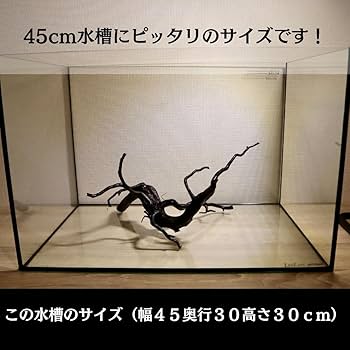 Amazon | アク抜き済み枝流木 45cm水槽用 沈水確認 あく抜き済み
