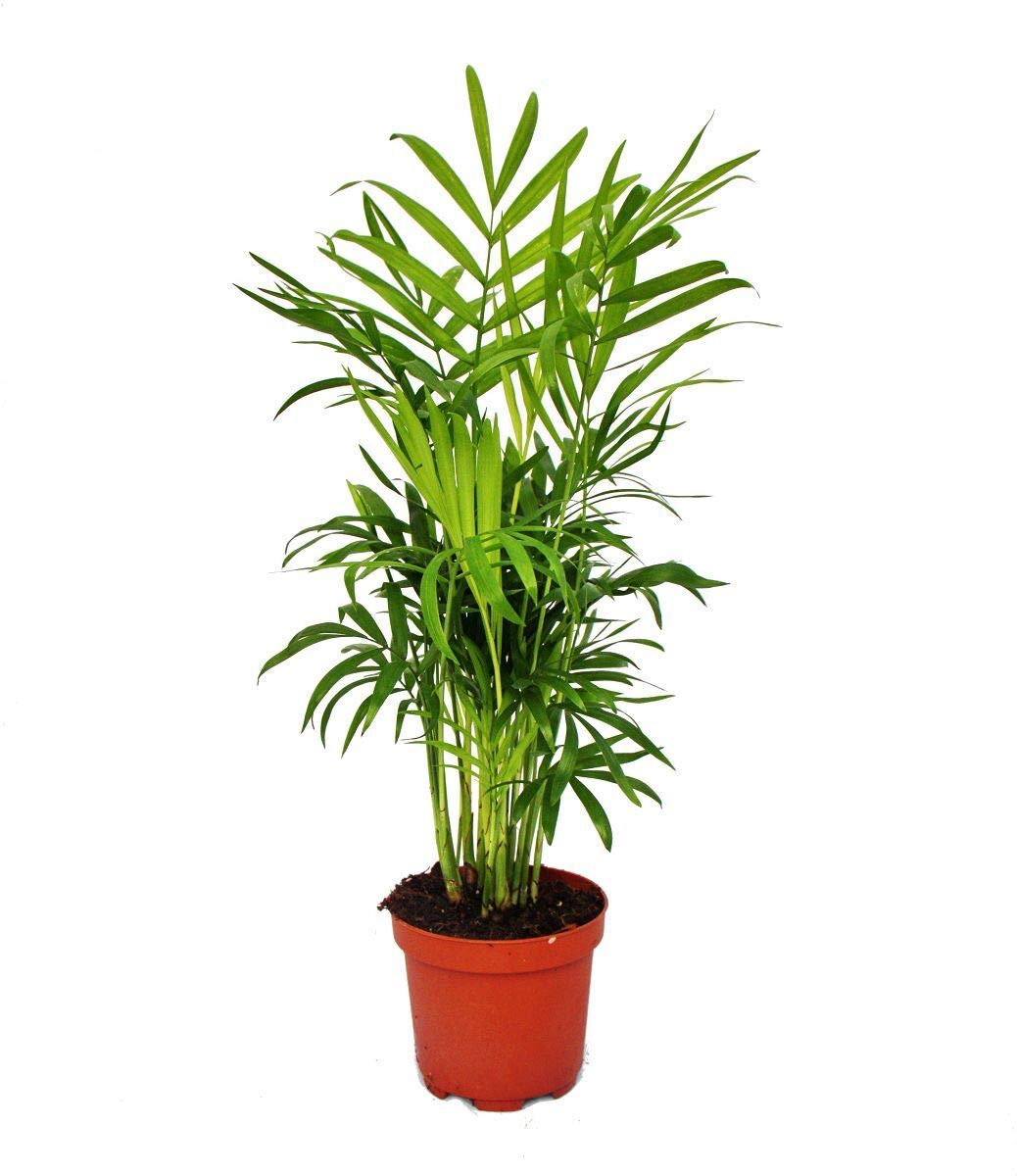 Groes Zimmerpflanzen Set mit 5 Pflanzen - 9cm : Amazon.de: Garten