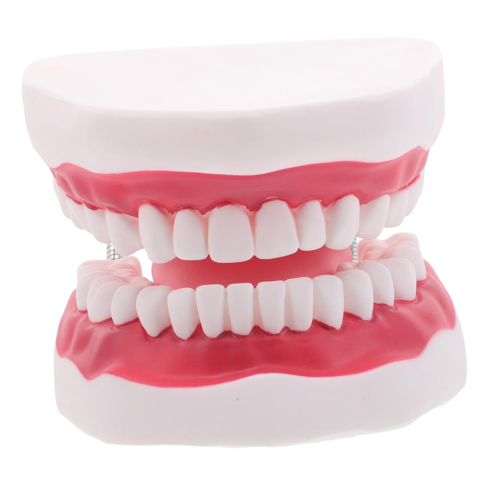 Modello Dentiera Ingrandito Lingua e Gengive per Pratica e Didattica Riproduzione Realistica Bocca Umana Portatile e Resistente per Studio Odontoiatrico e Formazione