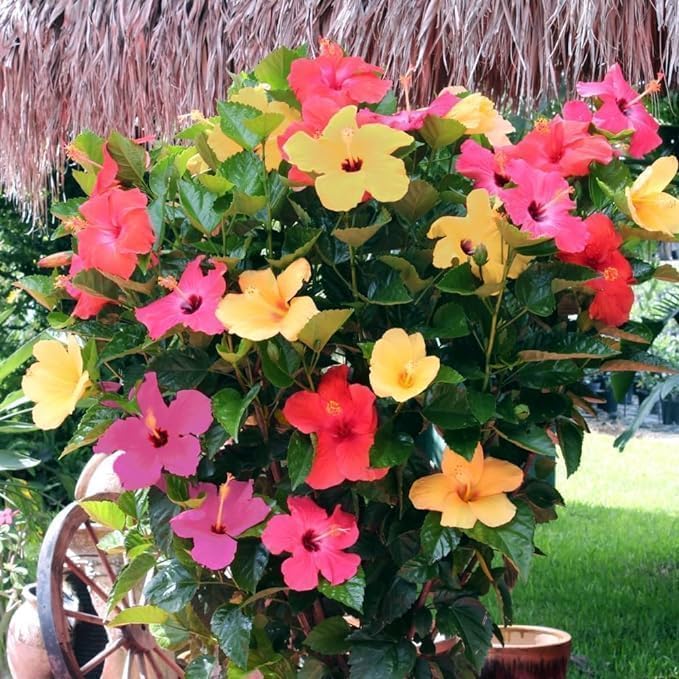 Image of Hibiscus Gudhal Flower Live Plant, Garden and Outdoor Nursery Plant, Multicolour (Hibiscus flower plant)(Live Plant)(GUDHAL FLOWER PLANT) With Pot