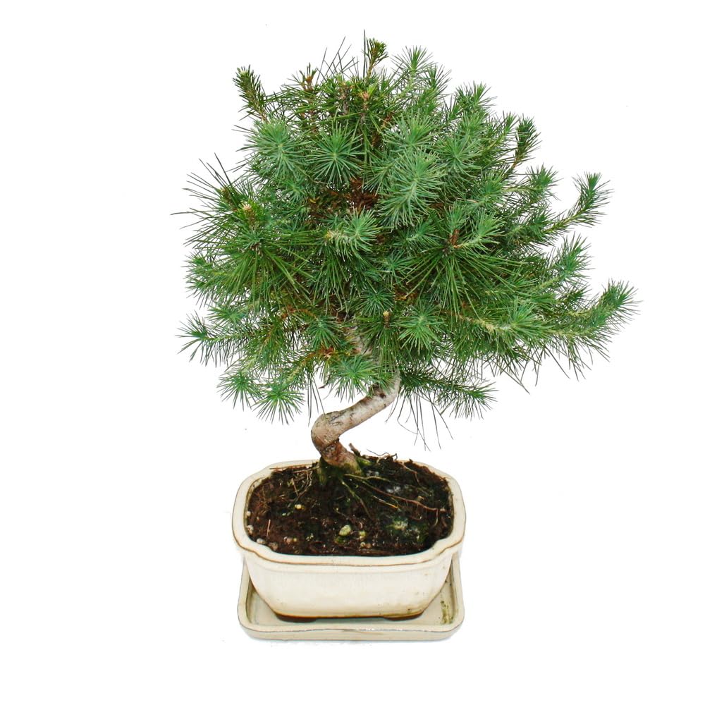 Bonsai - Pinus halepensis - Aleppo-Kiefer - ca. 7-8 Jahre alt - 16cm Schale