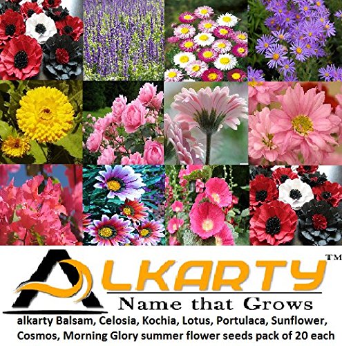 Balsam, Celosia, Kochia, Lotus, Portulaca, Sunflower, Cosmos, Morning Glory Summer Flower Seeds Pack of 20 Each-picture-19