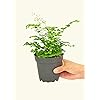 Product Photo 3