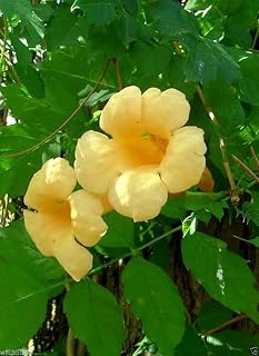 Campsis Radicans 30 Seeds Flava Yellow Trumpet Vines