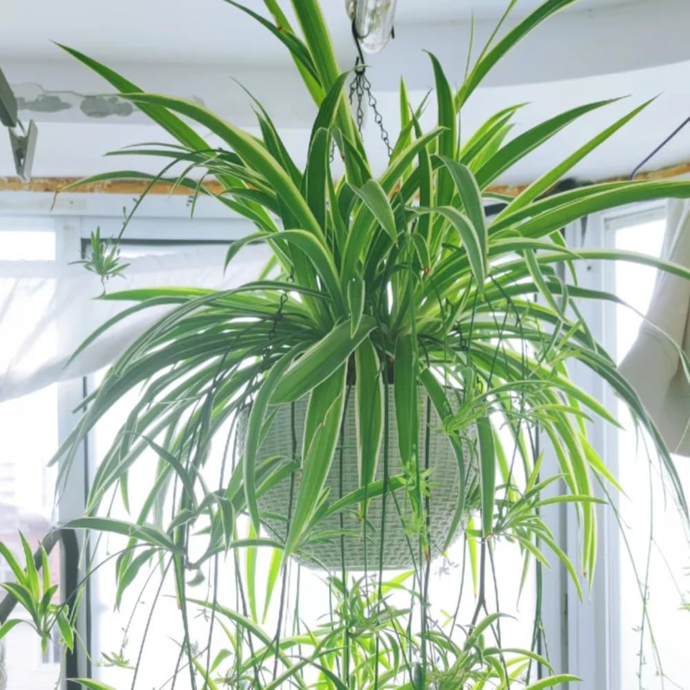 monstera 130 cm Monstera deliciosa XXL | Online kaufen