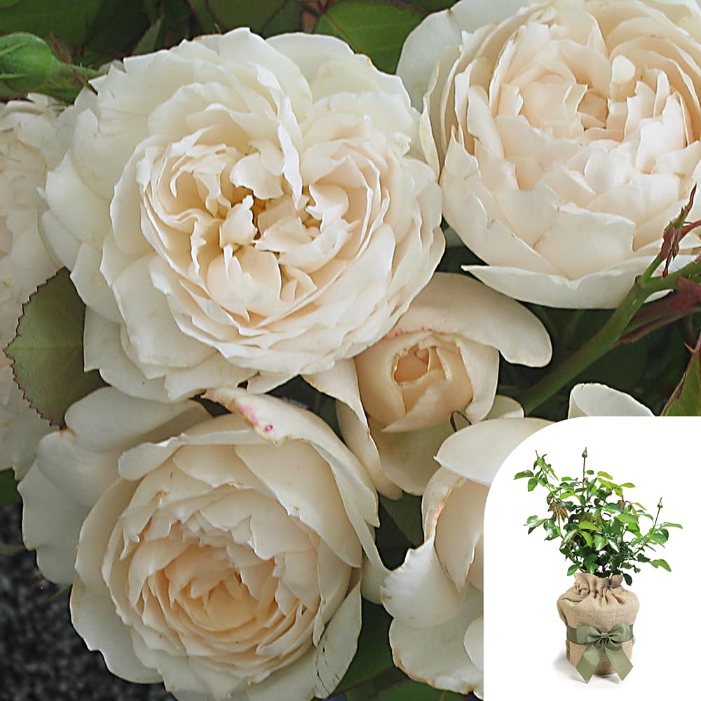 YouGarden Harkness Roses Sandra's Rose, Gift Wrapped Established Plant in 4 Litre Pot, Ready to Plant, Fragrant Shrub Rose for Pots, Beds, and Borders, Summer to Autumn Flowering