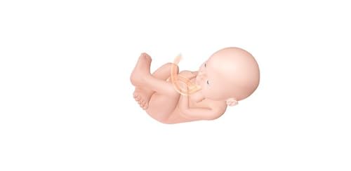 Pregnancy Due Date Calculator, Calendar and Tracker