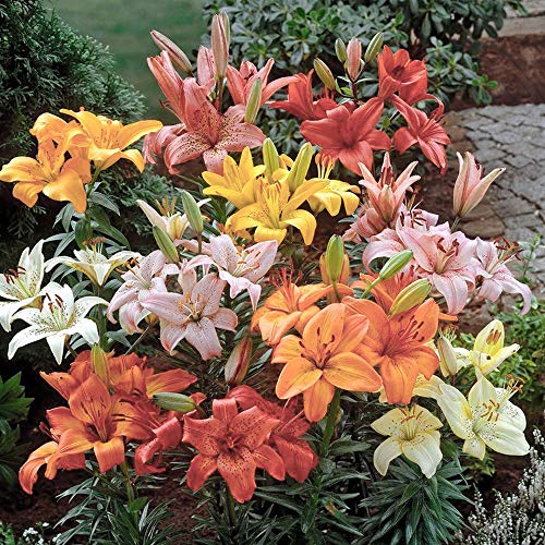 5 x Lilies Asiatic Mixed Bulbs- Summer Flowering Large Blooms- for Your Lovely Summer Garden