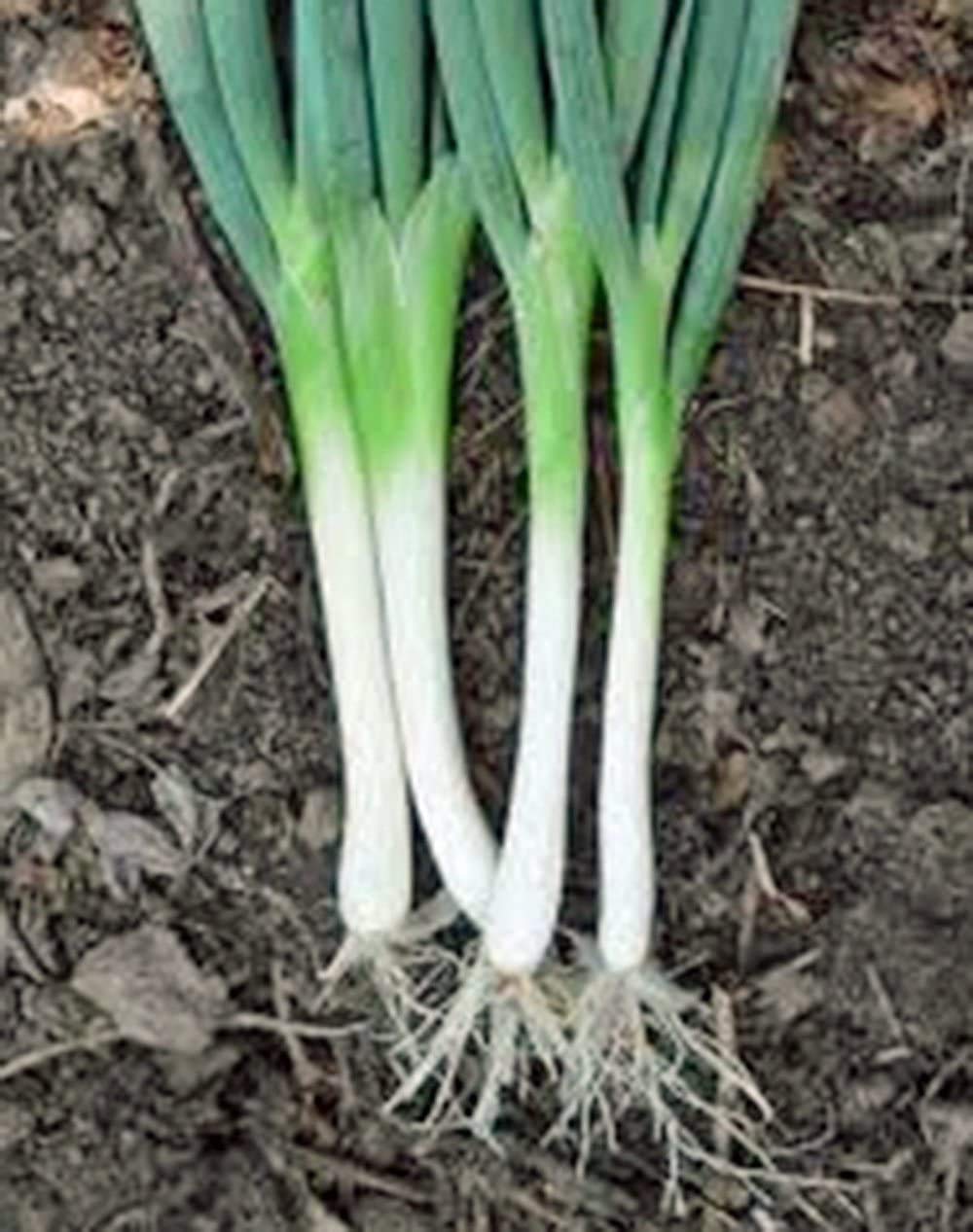 Amazon.com : Onion, Tokyo Long White, Scallions, Heirloom, 50+
