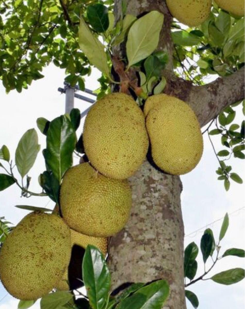 特大果実 ジャックフルーツ 約50cm　パラミツ 特大 ジャックフルーツ パラミツ パラミツ ジャックフルーツ