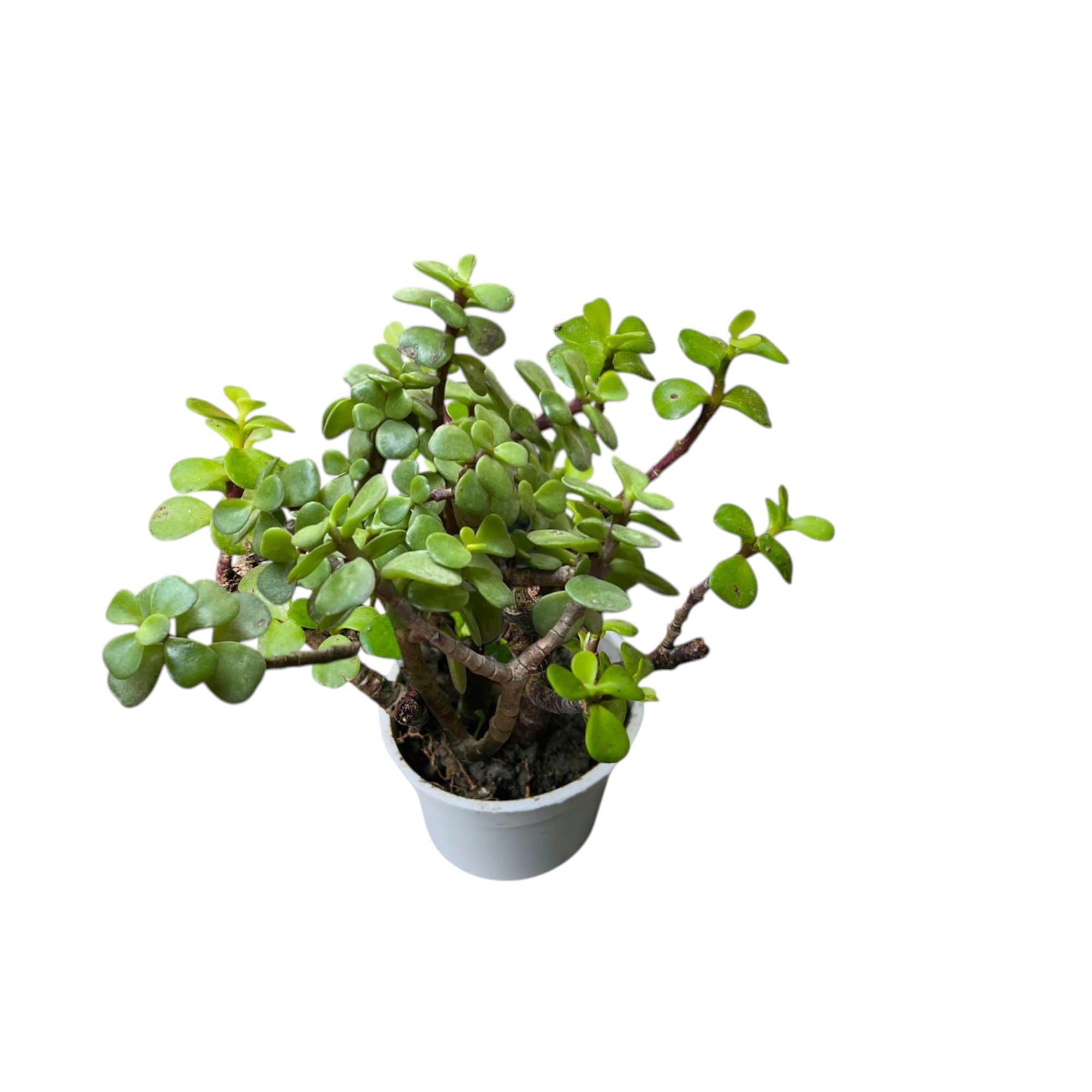 Live Holy Jade Plant for Home Indoor Outdoor Living Room Office Desk Gifting Home Decor Feng Shui Lucky Crassula ovata ka Podha for Garden Balcony Money Plant Tree Air Purifier Bonsai-image-7