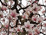 1 Saucer Soulangeana Magnolia shrub/tree