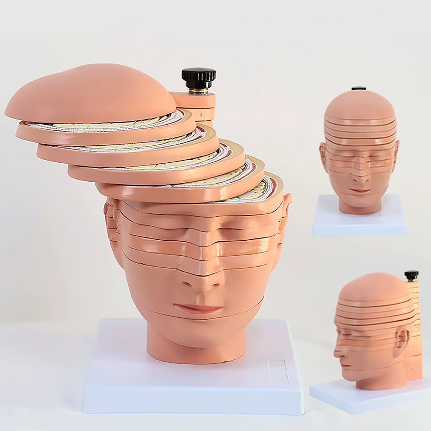 12-częściowy model anatomiczny przekroju ludzkiego mózgu, z cyfrowym oznaczeniem, model demonstracyjny obrazowania Ct MRI do nauczania i wyświetlania medycyny