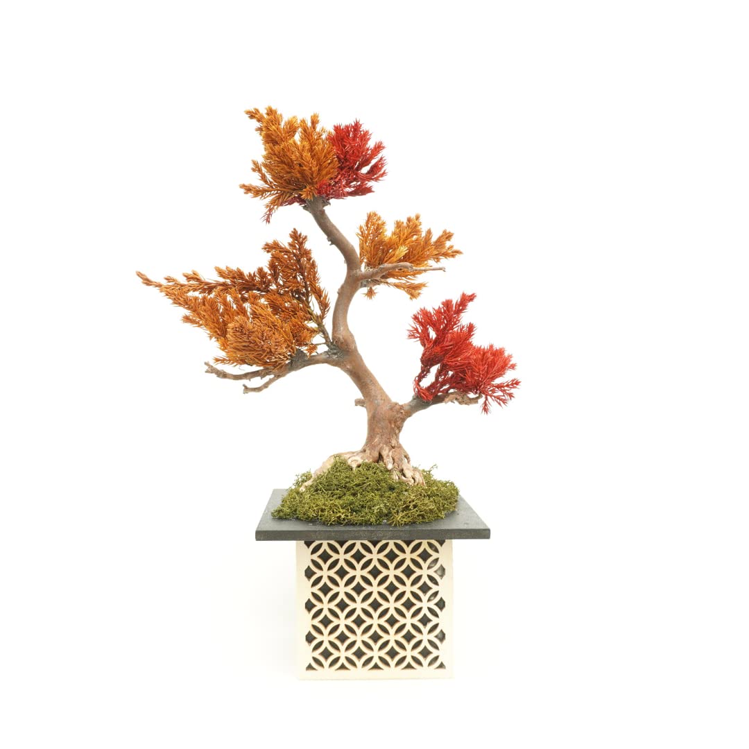 Amazon.co.jp: 【インテリア盆栽 ART MIX BONSAI】枯れない ミニ盆栽