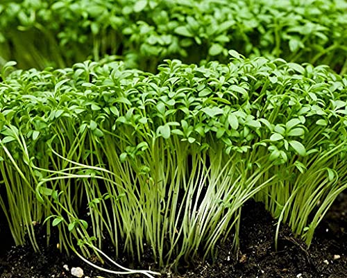 Genipap 80 piezas de semillas de berro