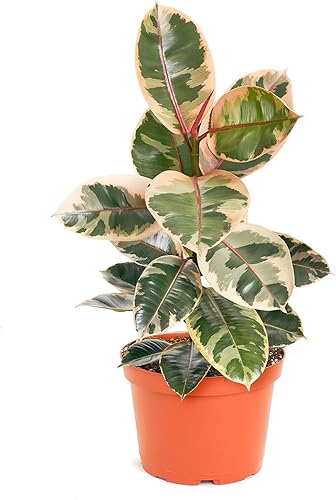 Shop Succulents Ficus Tineke, planta de interior viva, árbol de goma de bajo mantenimiento con hojas rosas y verdes vibrantes, ideal para decoración