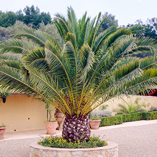 Canary Island Date Palm - Phoenix Canariensis Plant | Outdoor Hardy Tall Evergreen Exotic Tropical Palm Tree Potted | Feature Garden Plant - 55-65cm