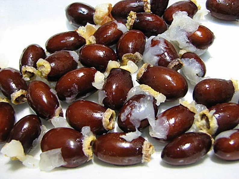 Miniatura 2 de 10 semillas frescas de lichi dulce de tamaño completo para cultivar tu propia planta de árbol frutal tropical Litchi