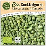 Little Plants BIO Mexikanische Minigurke Samen 10 Gurkensamen Gurke Gemüsesamen Samenfest für Gemüsegarten Gemüse Samen für Küche, Balkon, Hochbeet und Garten