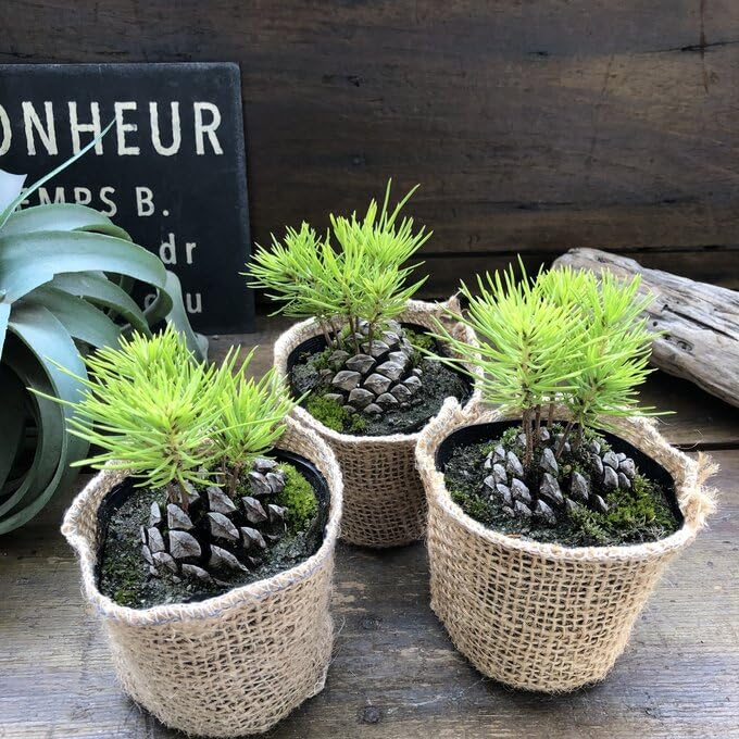 Amazon.co.jp: 松ぼっくり 敬老の日 盆栽 観葉植物 : DIY・工具・ガーデン