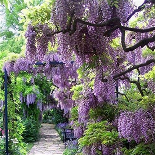 Purple Wisteria Flower Seeds (Pack of 5) (B0B8RV1D3R) Amazon Price History, Amazon Price Tracker