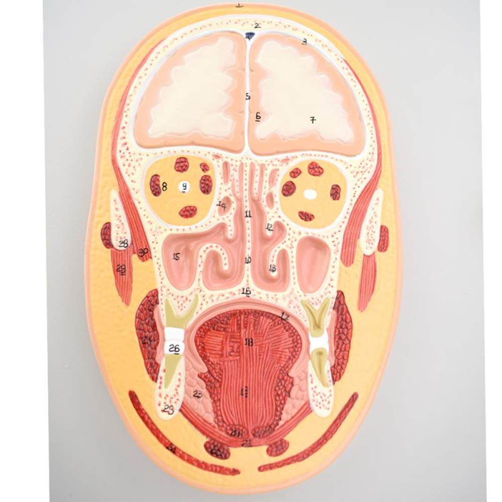 Modèle Anatomique De La Tête Humaine, Modèle De Section du Milieu De La Tête Et du Visage, Recherche Et Apprentissage Médicaux, Meilleur Produit Éducatif
