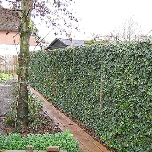 12 x Efeu 75-100 cm - Hedera Hibernica | 12 Immergrüne Kletterpflanzen