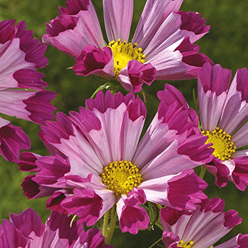 Floral Treasure Rare Exotic " Seashells Red " Cosmos Flower 30 Seeds Pack for growing (B0CZ6DYDRS) Amazon Price History, Amazon Price Tracker