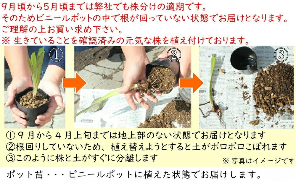 Amazon.co.jp: マコモ 10.5cmポット苗 湿地性多年草▽紫桜館山の花屋