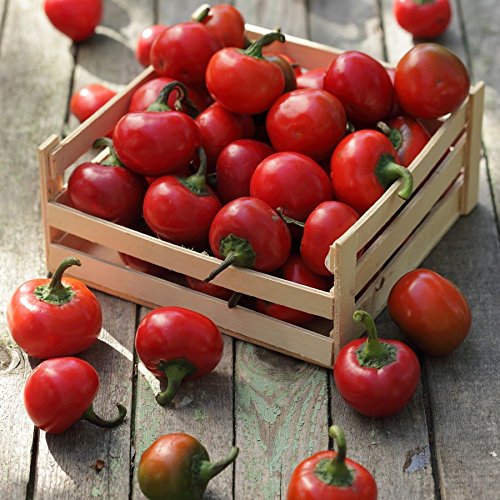 Golden Hills Farm Round Red cherry chilli 40-81 seeds