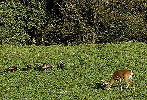 5 pound bag - Food Plot - Wildlife attractant