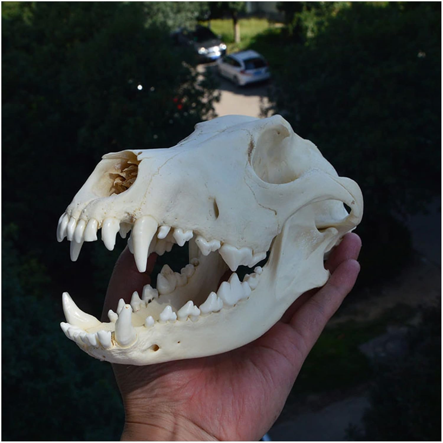 Human organ model, Dog Skull Model Real Animal Dog Skull Sample Dog Natural Sample Model Taxidermy Supply Art Veterinarian
