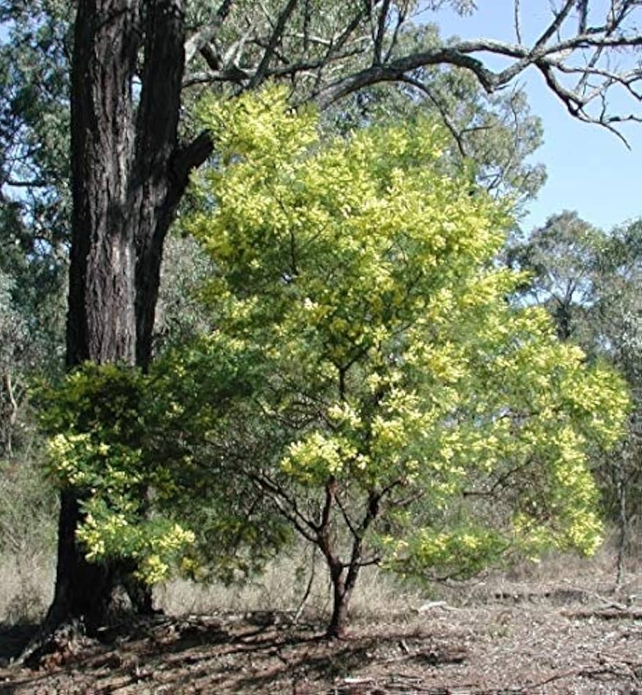 ミモザアカシア　　/ 654 楽天市場】【選べる現品】ミモザアカシア 8号 苗木 : 千草園芸