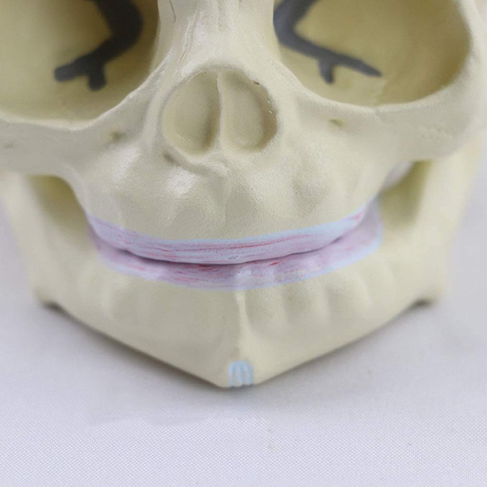 Medyczne Materiały Edukacyjne, Narzędzia Edukacyjne I Badawcze Lub Pomoce Dydaktyczne Dla Modeli Anatomicznych Czaszek Płodu I Kości Niemowlęcych