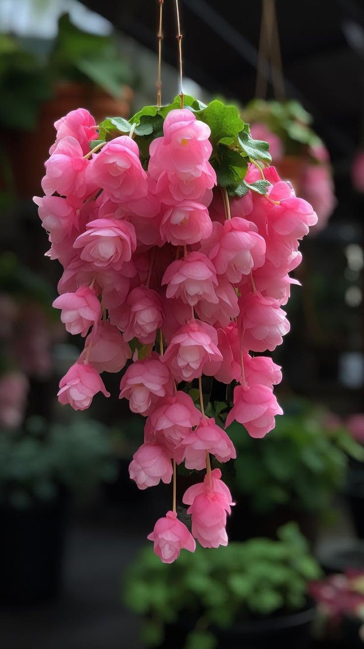 Weeping begonia flower bulbs For Your home Gardening Pack of 2 bulbs (PINK)