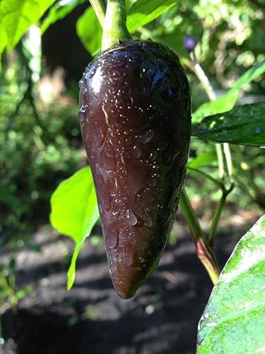 Black Hungarian Chilli Seeds - 10 Fresh Hungarian Black Pepper Seeds
