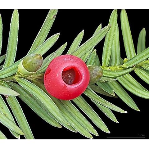 Tree Seeds Online - Taxus Baccata- Old English Yew - 1 Packs Cover