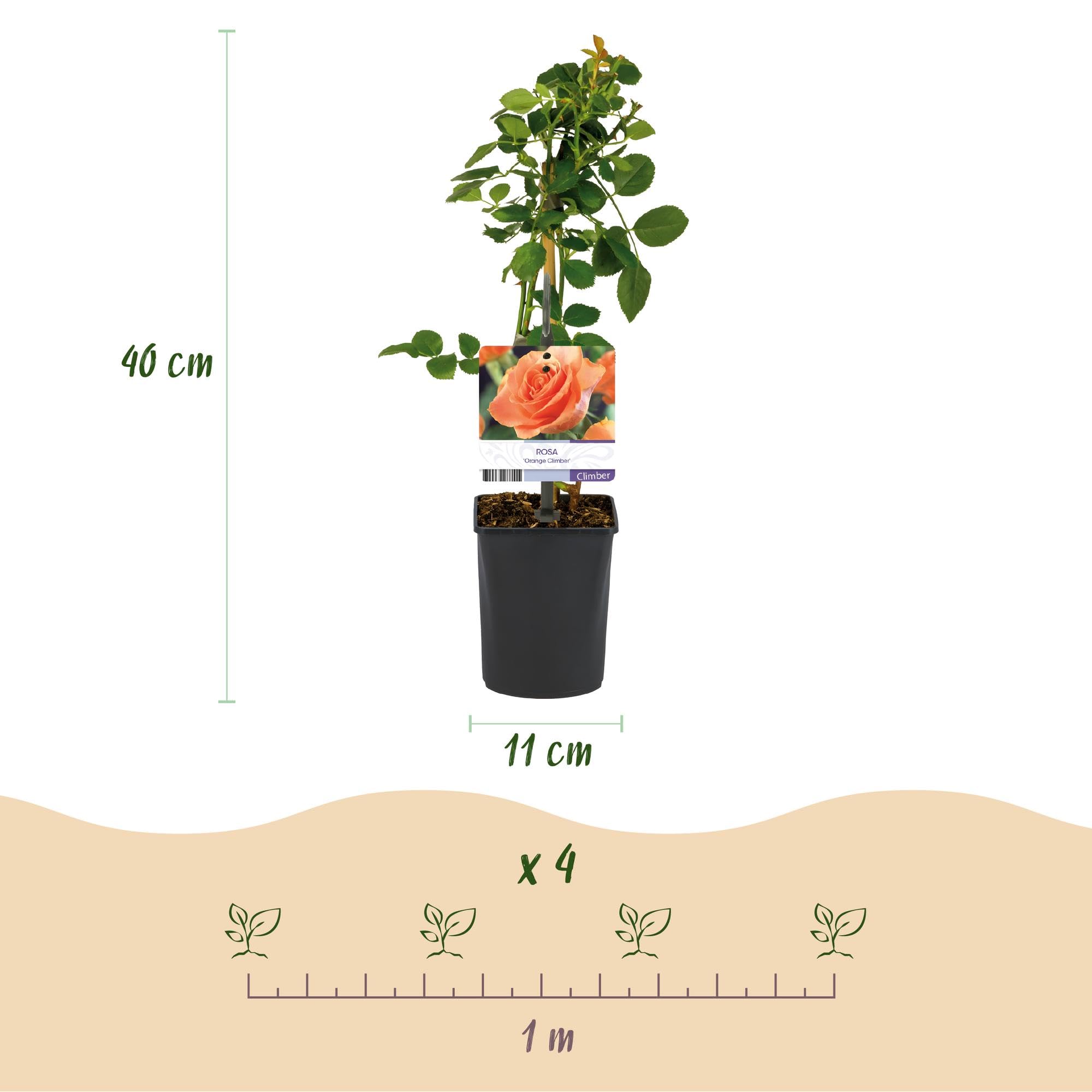Rosal Trepador para Jardín, Flores Naranjas, 2 Plantas, Maceta 11 cm