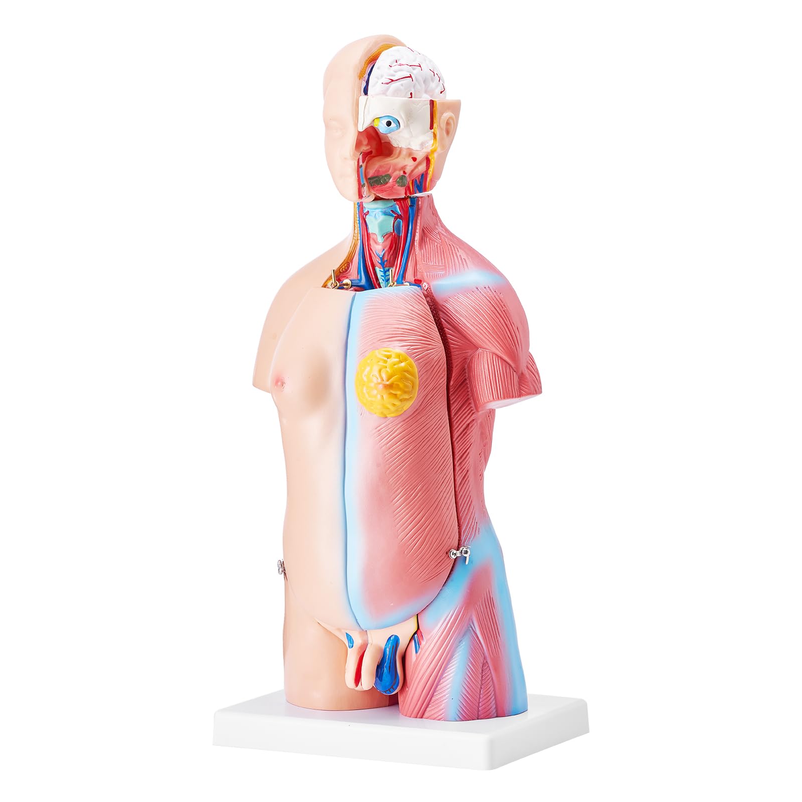 VEVOR Torse Humain Modèle 45 cm Organes Internes Médicaux Modèle Humain de Corps D'Anatomie en PVC pour Comprendre la Structure Physiologique du Corps
