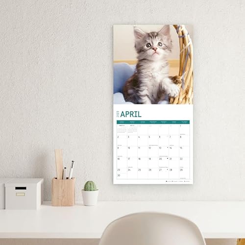2023 Maine Coon Kittens Wall Calendar By Bright Day, 12X12 Inch, Cute Adorable Pet Cat Photography #TOP3