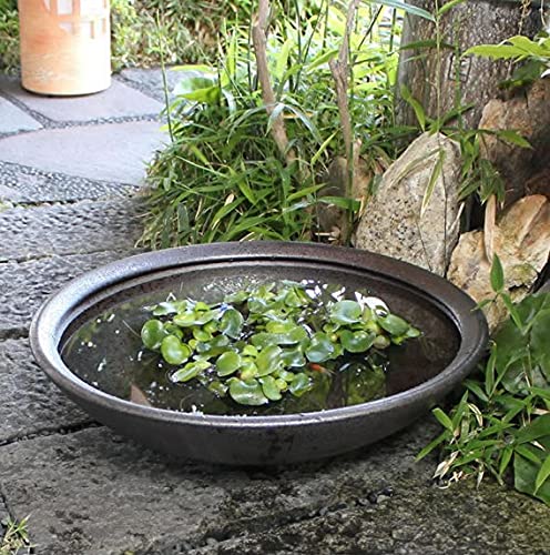 信楽焼 陶器 水鉢 約20cm Amazon.co.jp: 信楽焼 20号銀彩浅型 すいれん鉢 メダカ鉢 睡蓮鉢