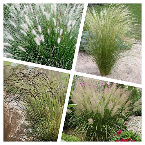 4 x Ziergras KOLLEKTION 1 Liter (Ziergras/Gräser) BLICKFANG