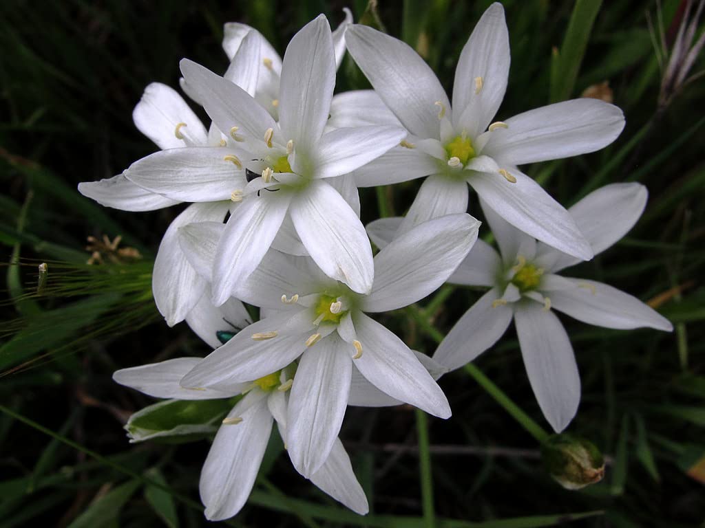 Star of Bethlehem Nr. 29 Princeps Fiori di Bach Originali Gocce Stella di Betlemme