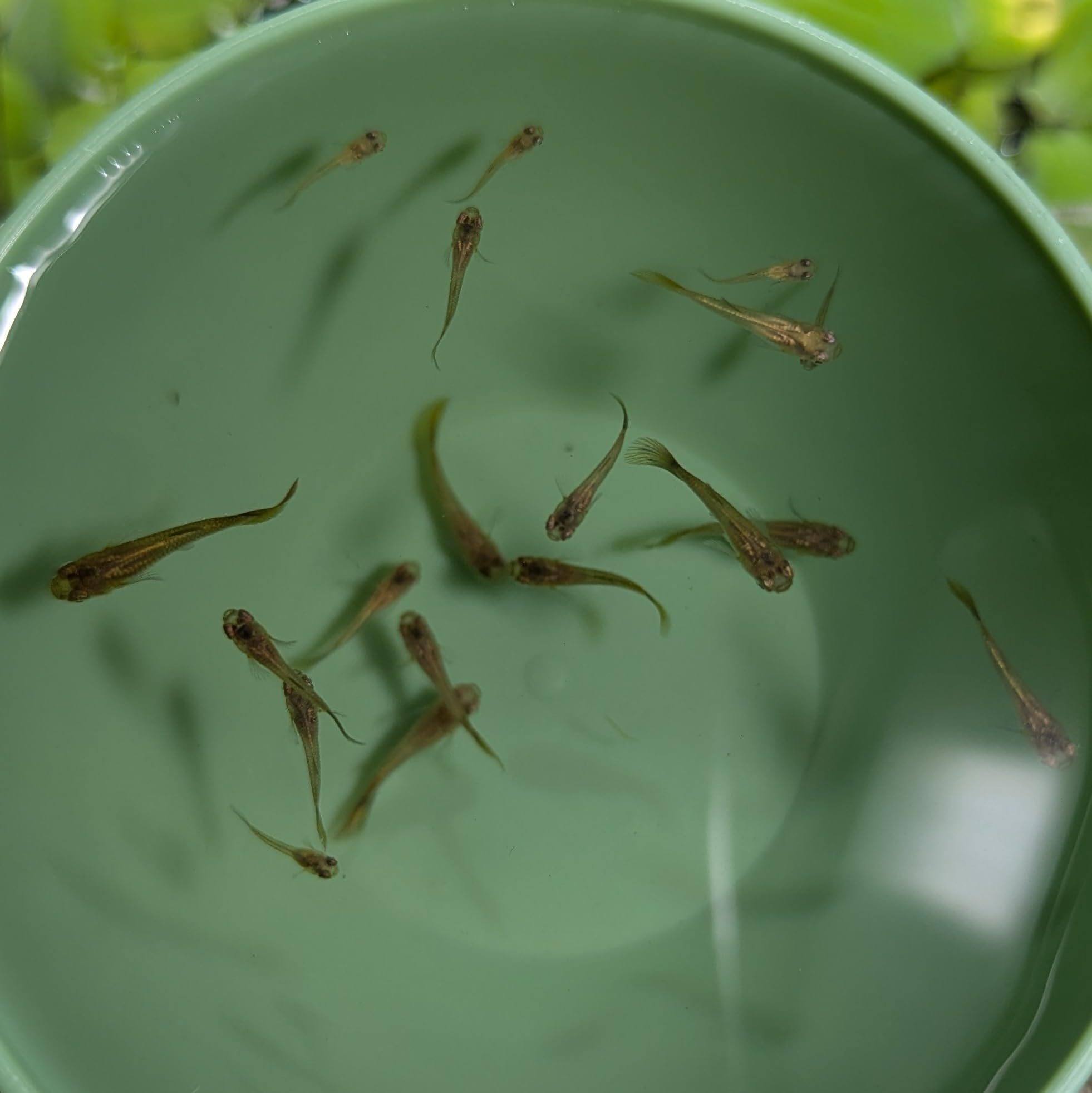 20 purebred assorted guppy fry