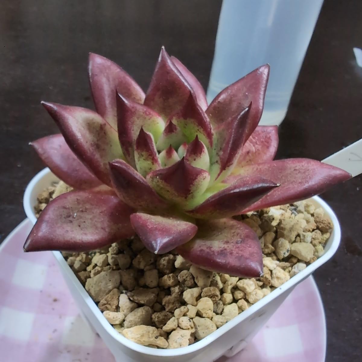 Amazon.co.jp: 多肉植物ヤ即4 エケベリア アガボイデス ロブ 76