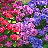 Winter Hardy Pink Shades to Blue Purple Hydrangea Bush Tree Live Shrub Plant,...